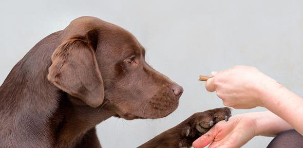 剑桥大学｜四分之一的拉布拉多犬发生基因突变，导致其肥胖